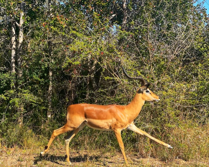 An impala running.