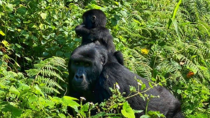 In a sunny clearing surrounded by green jungle, a mother gorilla looks in the direction of the camera, while a baby gorilla, riding her back, looks away.