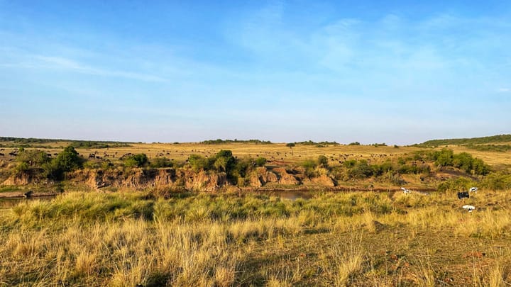 A yellowed landscape with a river cutting through it. Four birds descend in the foreground. Wildebeest dot the landscape far away.