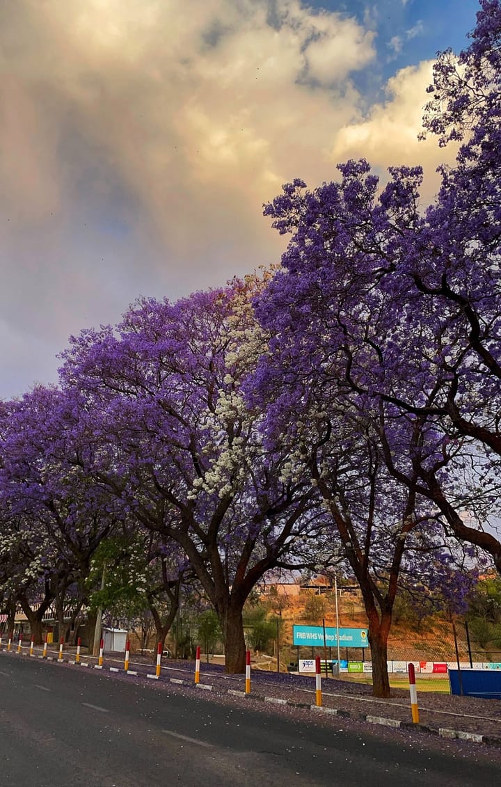 Trees with purple and white blossoms along a street.