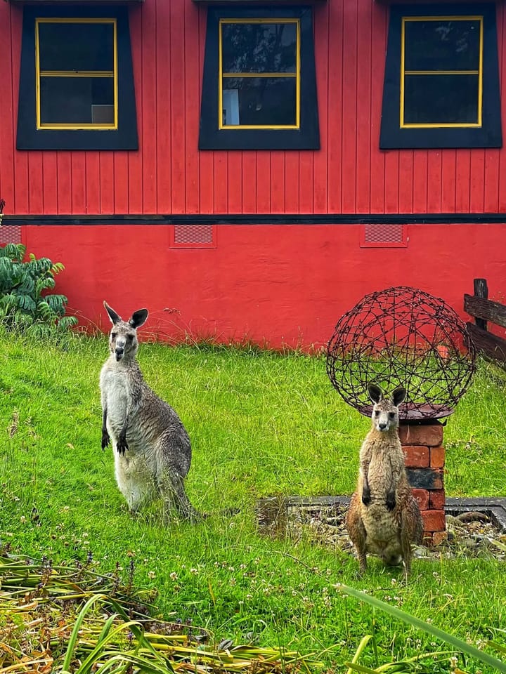 Two wallabies which have short little arms and look like small kangaroos are on green grass in front of a red building standing still and facing the camera.